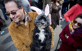 3月27日，紐約復活節大遊行登場，民眾以絢麗裝扮走上第五大道，許多人戴著兔子花朵為主題的誇張頭飾，連毛小孩也盛裝出席。  (Eric Thayer/Getty Images)