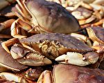 珍寶蟹是灣區佳節餐桌上不可或缺的美味。（Justin Sullivan/Getty Images）