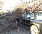 三辆车被大树砸到，压在树底。（钟鸣/大纪元）