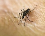 聯邦衛生官員28日說，國會需要快速採取行動，批准19億美元資金，幫助進行茲卡預防、蚊蟲監測以及在全美範圍內展開測試等。(LUIS ROBAYO/AFP/Getty Images)