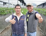 陳新豪（右）與陳祈華（左）以自行研發的監測系統，來種植有機無毒的草莓。（賴瑞/大紀元）