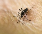 美国白宫6日表示，政府将调集5.89亿美元资金，在寨卡疫蚊涌入美国之前做好准备。图为埃及伊蚊。(LUIS ROBAYO/AFP/Getty Images)