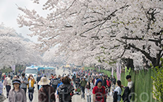 組圖：韓國首爾大公園櫻花慶典浪漫登場