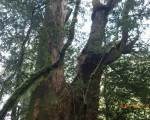 林务局台东林管处深入中央山脉大小鬼湖调查，发现胸径5.2米桧木，预估树龄超过2,500年，让人振奋。（台东林管处提供）
