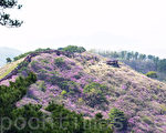 位于韩国北端的江华郡4月12～26日举行高丽山杜鹃花节，在这期间高丽山杜鹃花争相怒放，变成粉红色的世界。（全景林／大纪元）