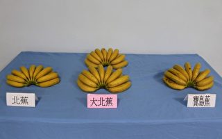 水果王國臺灣培育出高價新品種香蕉和蓮霧