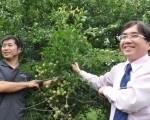 张晋荣(左)返乡从农,介绍梅园经营丰硕成果,农粮署东区分署长陈启荣(右)也表示,全台青梅种植最大面积的是花莲县,而富里乡又是花莲最主要产地。(詹亦菱/大纪元)