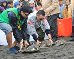 六隻綠蠵龜野放  利澤海攤眾人祈福