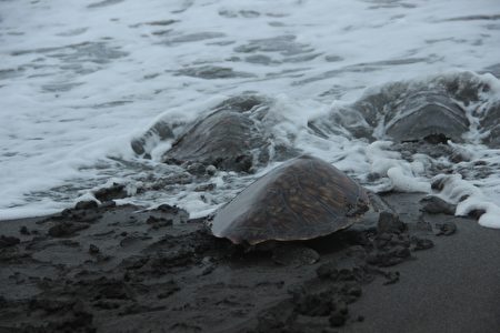 海龟返回大海怀抱。(谢月琴/大纪元)