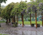 中壢元生公園下「紫色花雨」 紫爆超浪漫