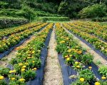 尖石鄉金盞花之旅 16日展開