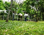 油桐花盛开 客家文化馆飘4月雪