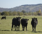S.Kidman是澳洲最大的私人地主，在南澳、昆省、西澳和北部行政區有超過10萬平方公里的11個牧場，有近20萬頭牛。（AAP）