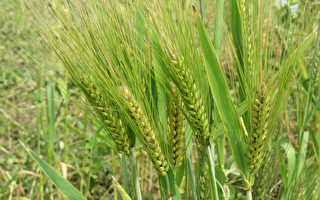 台南自然农法小麦  开放登记采收