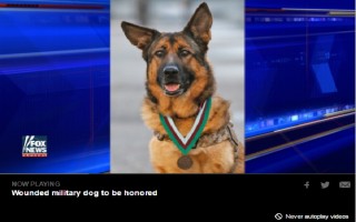週二（5日），美國陸戰隊退役軍犬盧卡（Lucca），在英國倫敦惠靈頓軍營接受代表動物界最高榮譽的「迪金勳章」，也是美國陸戰隊第一隻獲得這個殊榮的軍犬。圖為帶著勳章的盧卡。（福斯新聞視頻截圖）