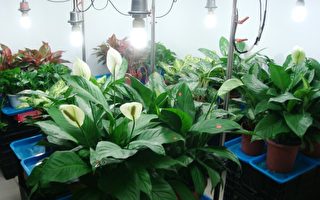 選對室內植物淨化空氣 這6種好熱門