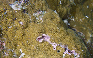 垦丁珊瑚开始产卵  垦管处续观察