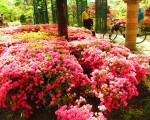 组图：东京杜鹃花季 春天的颜色叹为观止