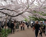 赴日外国客创新高 樱花季50万大陆客游日