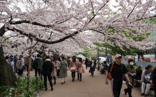 赴日外国客创新高 樱花季50万大陆客游日