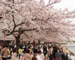 今年清明节正值日本樱花盛开，根据大陆旅游业的数据，中国人赴日韩赏花十分火爆，但部分中国游客赏樱行为令日本人倍感震惊。图为东京的樱花。（牛彬/大纪元）