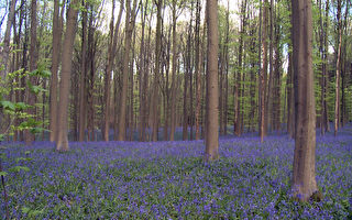 组图：比利时别具一格的“蓝色”森林