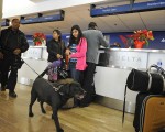 洛杉矶国际机场上的嗅弹犬。（ROBYN BECK/AFP/Getty Images)