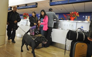 洛杉矶国际机场上的嗅弹犬。（ROBYN BECK/AFP/Getty Images)
