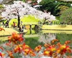 日本东京小石川后乐园清明节前后樱花盛开。（容乃加／大纪元）