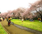 染井吉野櫻盛開，東京都立野川公園裡的草地上、櫻花木下，散布著「花見」和春遊踏青嬉戲人群。（容乃加／大紀元）