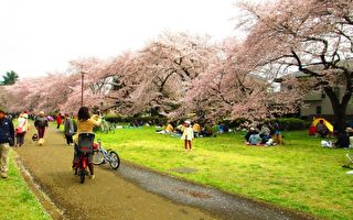 組圖：清明花見正當時 野川公園櫻花滿開
