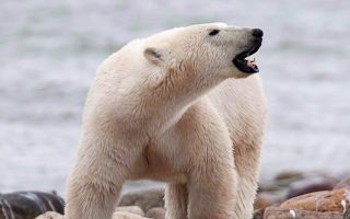 哈德遜灣的冰期越來越短，北極熊只能望洋興嘆。（加通社）