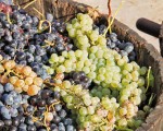 葡萄营养价值高，主要保健作用在葡萄皮和葡萄籽。（Fotolia）