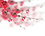 cherry blossoms(shutterstock)