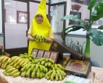 集集鎮長陳紀衡在成果分享會穿上到日本參展時的香蕉人裝扮。（林萌騫/大紀元）