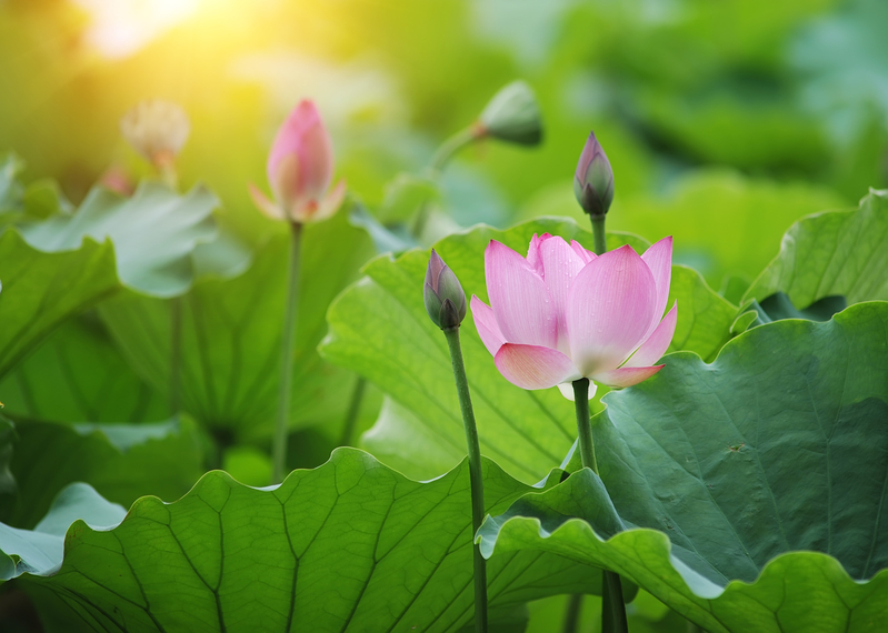 莲花、荷花，异名同花。（fotolia）