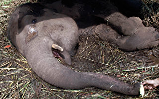 印尼“死亡动物园” 大象雅妮临死前哭泣