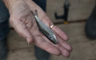 受乾旱影響 加州三文魚產量將下降
