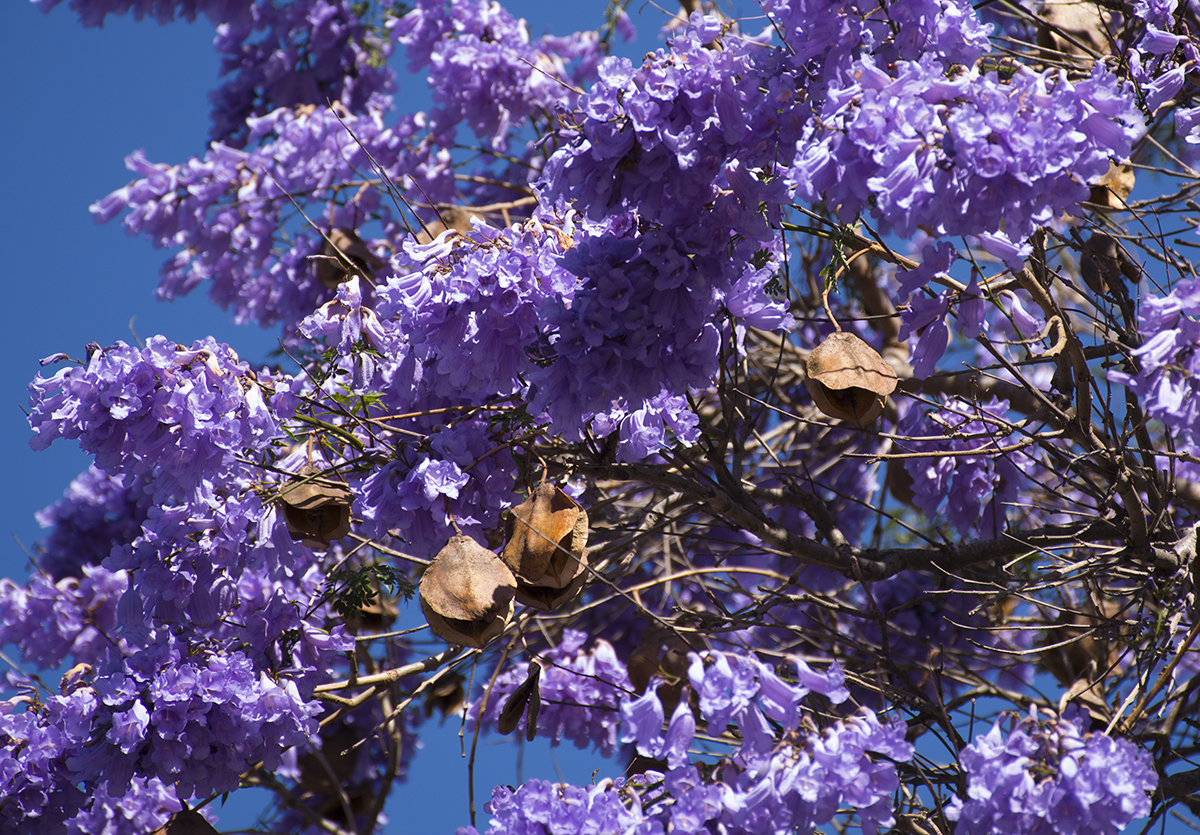 盛开的蓝花楹五月的紫色喜悦 圣地亚哥 大纪元