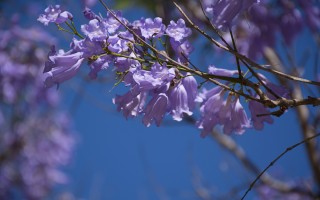 盛開的藍花楹 五月的紫色喜悅