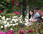 首尔大公园玫瑰花盛开。（全景林／大纪元）