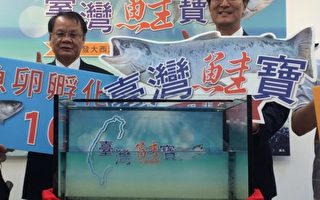 台湾养殖鲑鱼成功 3年后上市