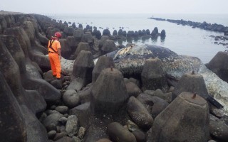 新竹岸际见搁浅死亡10公尺大鲸豚