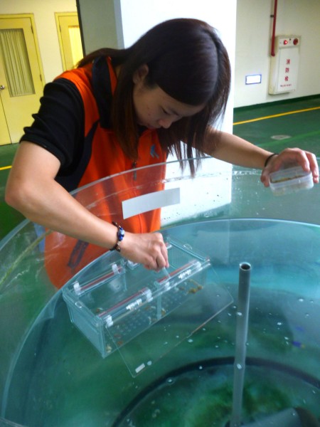 屏東海洋生物博物館復育花枝,最近新生命誕生,遊客可以在「魚你同行」活動中,瞧見小花枝的萌樣。圖為復育人員照護小花枝。(海生館提供)