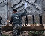 泰國熱門景點虎廟遭踢爆疑把老虎養大賣去當「野味」，所有老虎遭法庭勒令沒收。圖為2016年5月30日泰國野生動物官員開始將老虎麻醉後用擔架抬出。(Christophe Archambault/AFP/Getty Images)