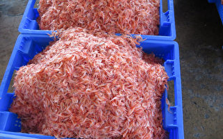 台东港樱花虾 产值5亿以上