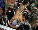 2016年6月1 日，泰國虎廟，國家公園管理部的獸醫正在照看一隻被麻醉後準備轉移的虎。(Dario Pignatelli/Getty Images)