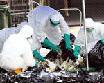因屯門仁愛街市有活雞雞糞樣本，被驗出含H7N9禽流感病毒，政府決定銷毀長沙灣臨時家禽批發市場內4,500隻活禽。（ 李逸／大紀元）