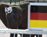德國北部的塞倫蓋蒂動物園，今年6歲的母象耐莉在比賽前朝指定的烏克蘭大門踢進一球。表明德國球隊週日將能取勝。(Alexander Koerner/Getty Images)