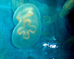 屏東海生館復育的海月水母出現罕見「連體嬰」，連體雙胞胎水母健康狀況非常良好，成為遊客矚目焦點。（屏東海生館臉書提供）
